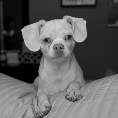 Moose, the dog who inspired the Moosetracks Media name